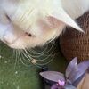 catttscorner